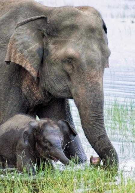 Minneriya National Park Wild Elephant Safari - Private - Guide quality and the small details that matter