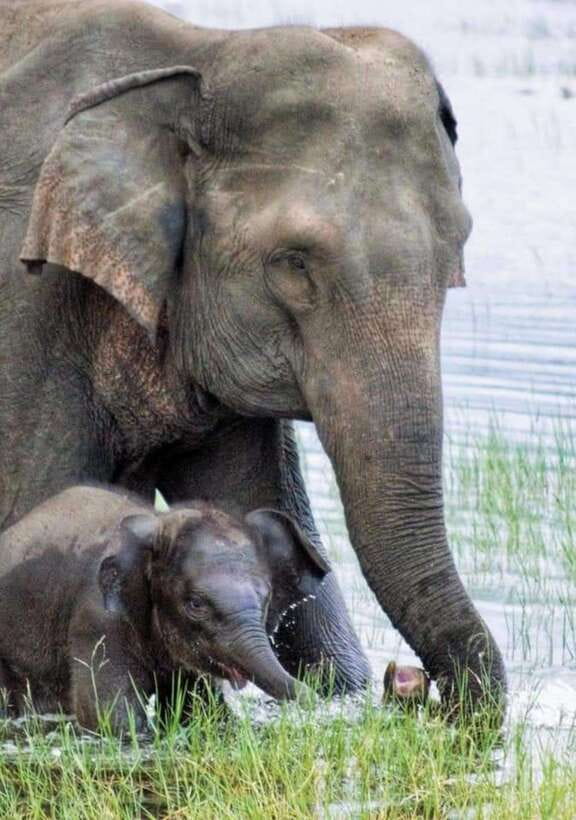 Minneriya National Park Wild Elephant Safari - Private - Starting from your hotel in a private jeep