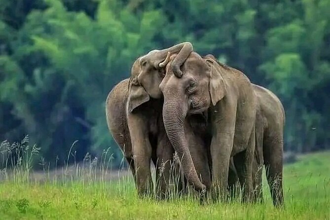Minneriya National Park Wildlife & Elephant Safari from Sigiriya - Key points to know before you book