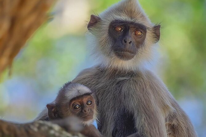 Minneriya National Park Wildlife & Elephant Safari from Sigiriya - A 4x4 ride from Sigiriya to the park