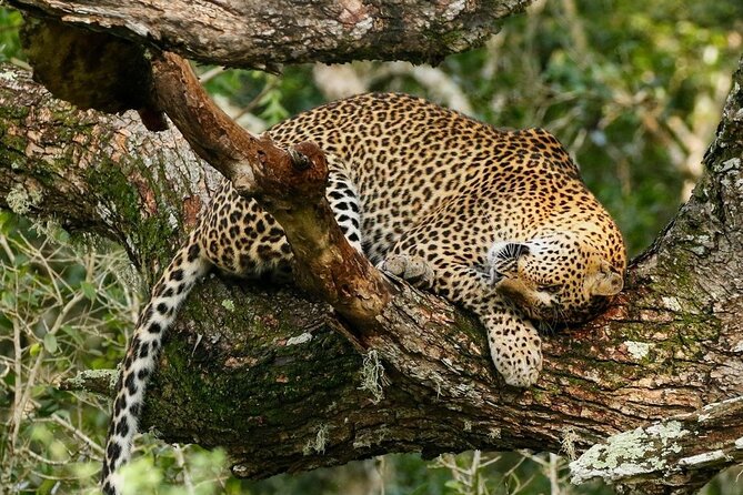 Minneriya National Park Wildlife & Elephant Safari from Sigiriya - Hurulu Eco Park and a quieter option