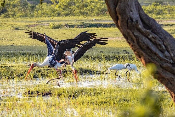 Minneriya National Park Wildlife & Elephant Safari from Sigiriya - Is $33 good value after entrance fees?