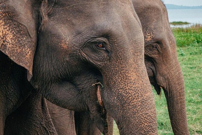 Minneriya National Park Wildlife & Elephant Safari from Sigiriya - Minneriya National Park and the famous Gathering