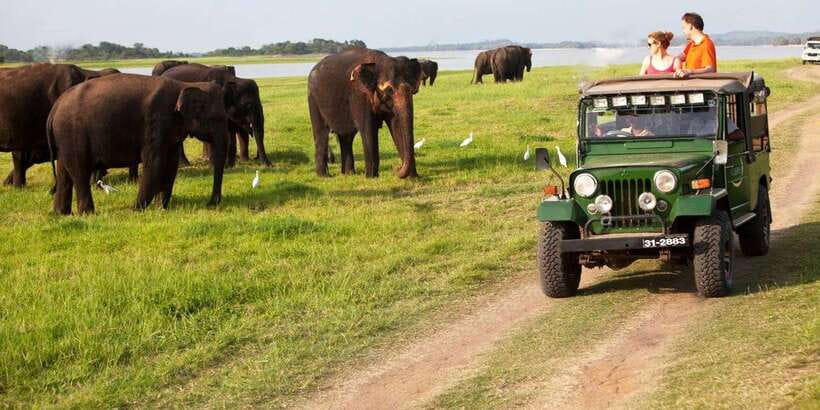 Minneriya: Private Jeep Safari From Trincomalee - Key points to know before booking