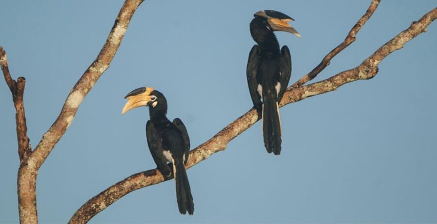 Minneriya: Private Jeep Safari From Trincomalee - Final call: book it for elephants, but set boundaries