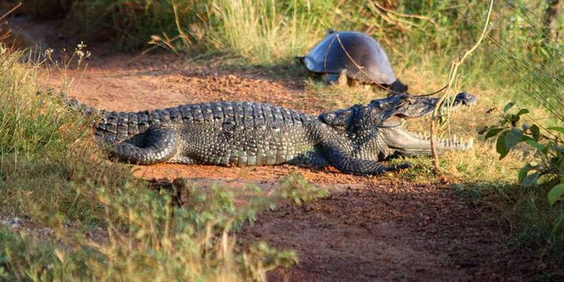 Minneriya: Private Jeep Safari From Trincomalee - Why Minneriya is worth the journey from Trincomalee
