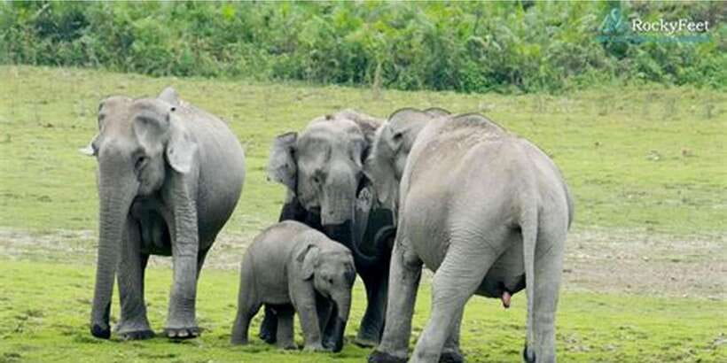 Minneriya: Private Jeep Safari From Trincomalee - Four hours among Minneriya’s elephants