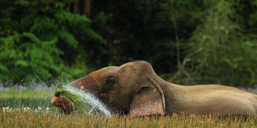 Minneriya: Private Jeep Safari From Trincomalee - Birds, crocodiles, and the animals beyond elephants