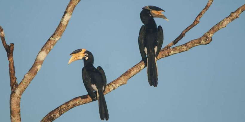 Minneriya: Private Jeep Safari From Trincomalee - The shopping stops and what they mean for your day