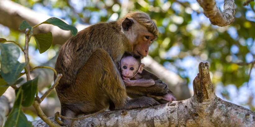 Minneriya: Private Jeep Safari From Trincomalee - Is $159 per person good value?