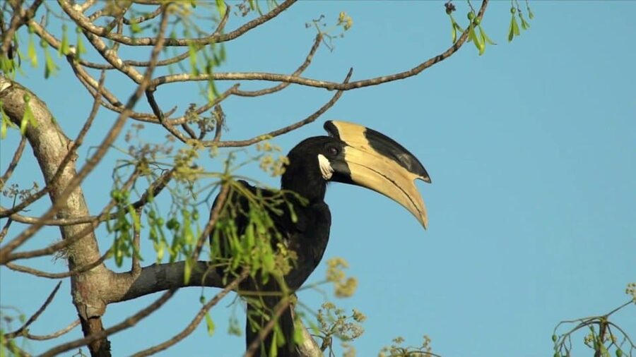 Minneriya: Private Jeep Safari From Trincomalee - Timing, comfort, and what to bring