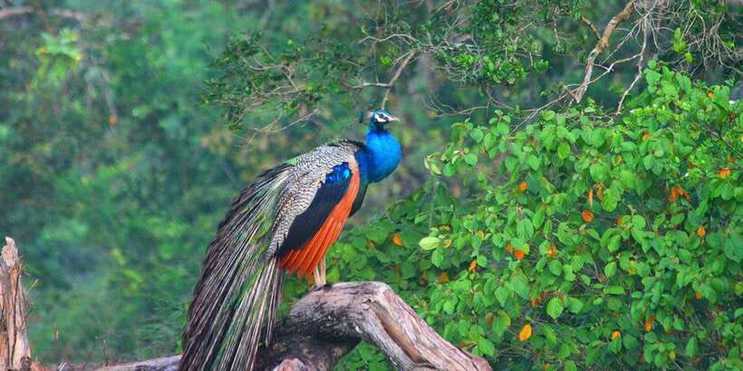 Minneriya: Private Jeep Safari From Trincomalee - Who should book this safari?