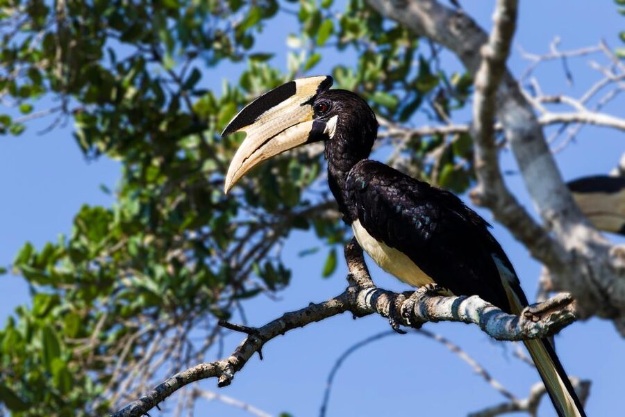 Mirissa/Galle/Hikkaduwa: Transfer to Ella & Udawalawa Safari - Should you book the Udawalawe transfer to Ella?