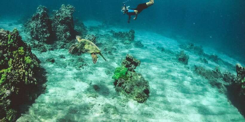 Mirissa: Snorkeling Experience with Turtles - What the one-hour Mirissa snorkeling trip is really like