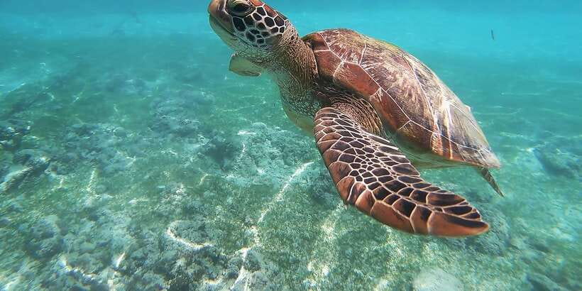 Mirissa: Snorkeling Experience with Turtles - Searching for turtles around Mirissa