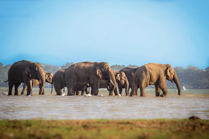 Mirissa to Ella Shuttle & Udawalawe Safari Drive with Breakfast - Why this transfer works better than a plain road journey