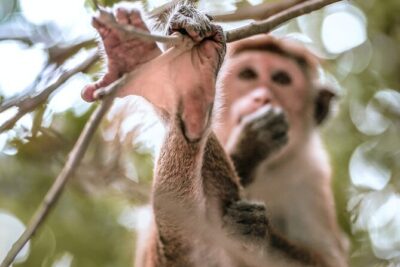 Mirissa to Ella Shuttle & Udawalawe Safari Drive with Breakfast