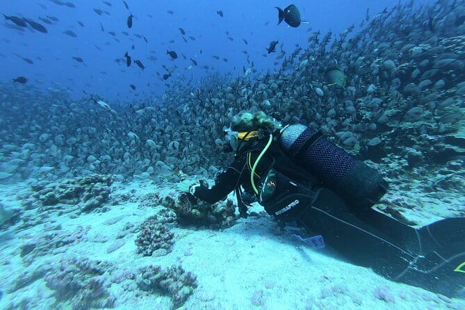 Mirissa Unforgettable Snorkeling Experience with Turtles - What the underwater scenery is like