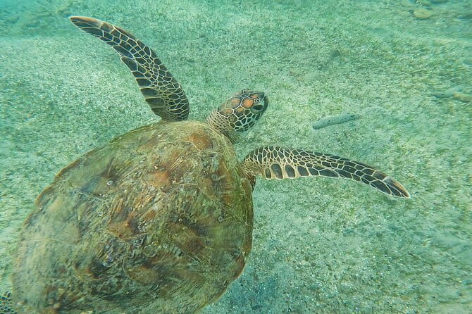 Mirissa Unforgettable Snorkeling Experience with Turtles - Who should book this activity?