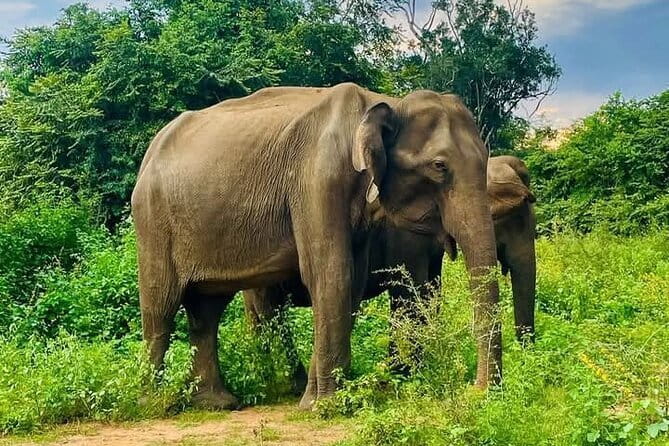 Mirissa, Weligama, Ahangama Transfer to Ella and Udawalawa Safari - Key details before you book