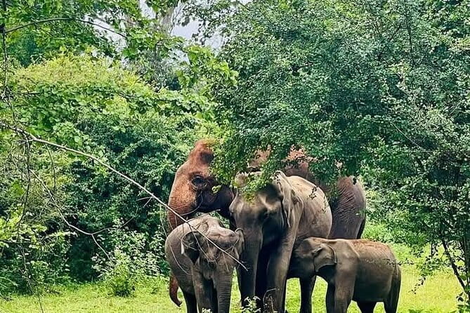 Mirissa, Weligama, Ahangama Transfer to Ella and Udawalawa Safari - Why this transfer makes sense for Sri Lanka