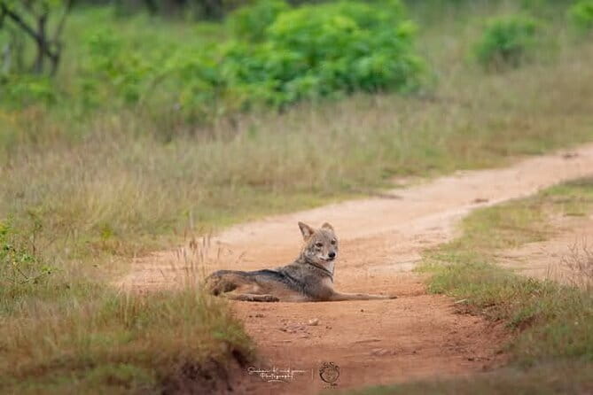 Mirissa, Weligama, Ahangama Transfer to Ella and Udawalawa Safari - What the private format changes
