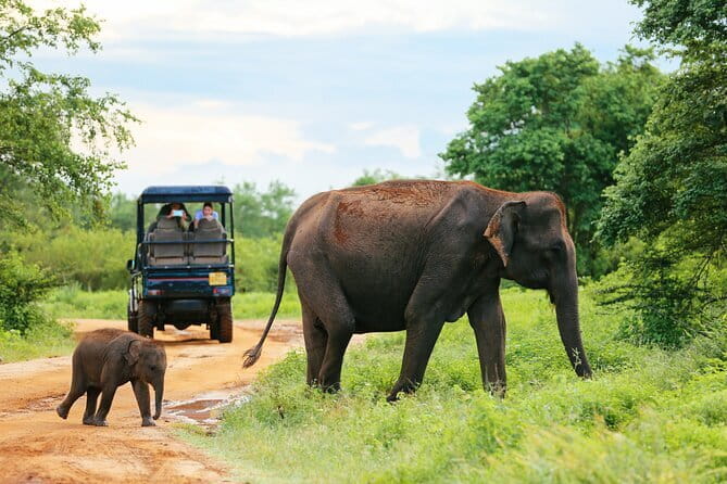 Mirissa, Weligama, Ahangama Transfer to Ella and Udawalawa Safari - The driver service is part of the appeal