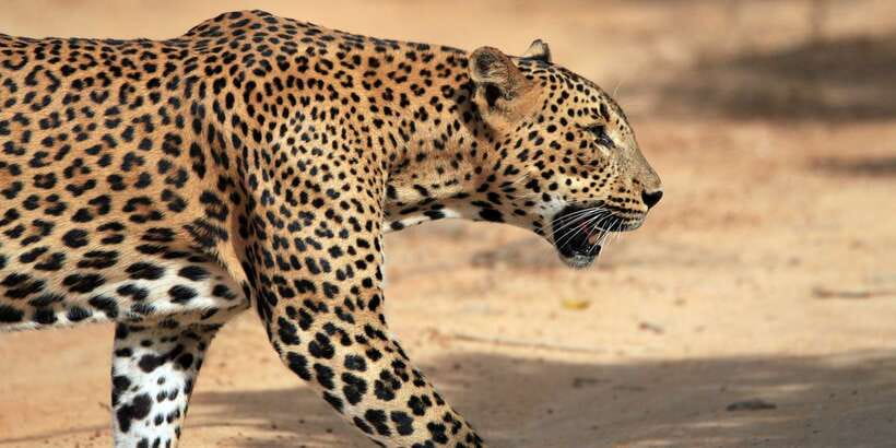 Mirissa/Weligama/Galle/Tangalle: Drop to Ella & Yala Safari - Key points to know before booking