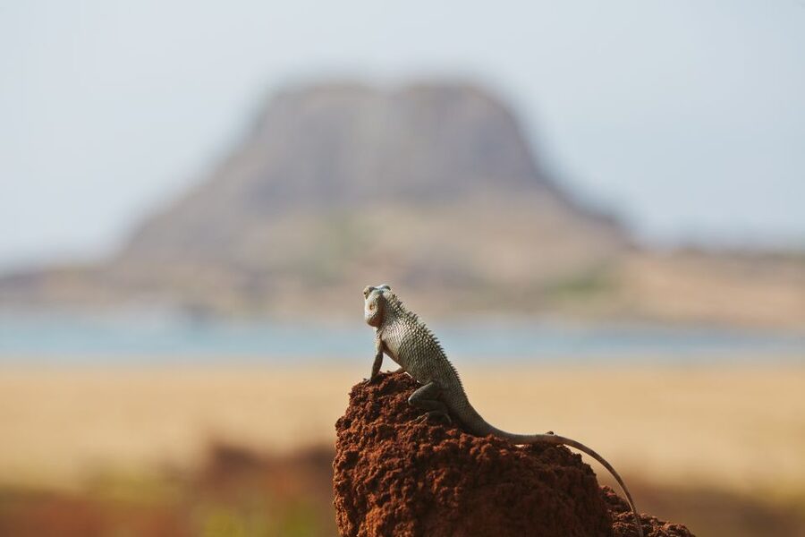 Mirissa/Weligama/Galle/Tangalle: Drop to Ella & Yala Safari - The price, entrance fees, and real value