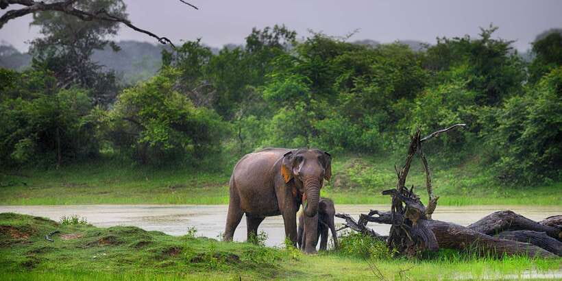 Mirissa/Weligama/Galle/Tangalle: Drop to Ella & Yala Safari - Pickup from Galle, Mirissa, Weligama, or Tangalle