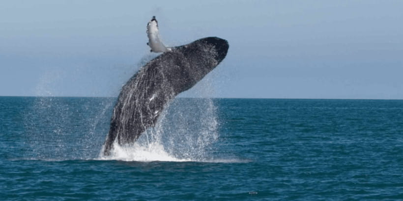 Mirissa: Whale & Dolphin Watching Cruise with Breakfast - An early start at Mirissa Fishery Harbour