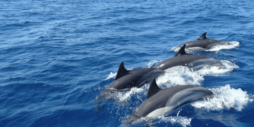Mirissa: Whale & Dolphin Watching Cruise with Breakfast - Breakfast before the boat ride
