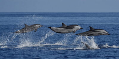 Whale & Dolphin Watching Cruise with Breakfast