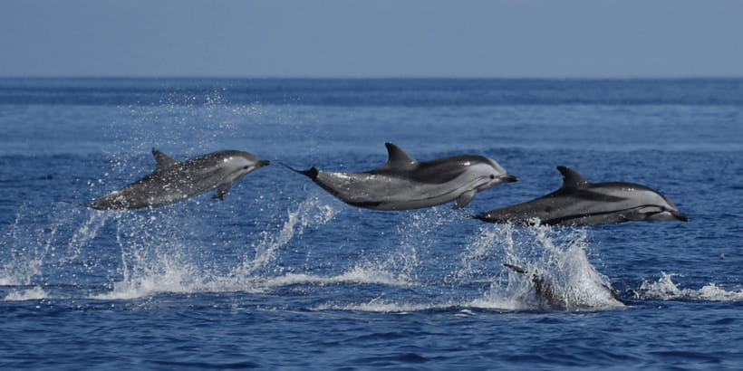 Mirissa: Whale & Dolphin Watching Cruise with Breakfast - Three hours looking for whales, dolphins, and turtles