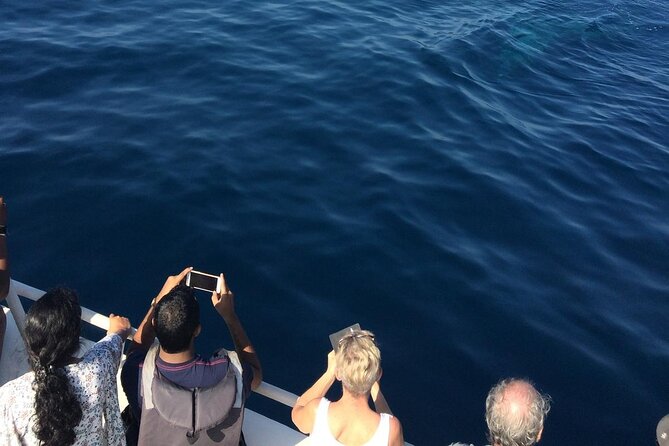 Mirissa Whale & Dolphin Watching Cruise with Geeth’s Crew - Setting out from Mirissa Fisheries Harbour at 7:00 AM