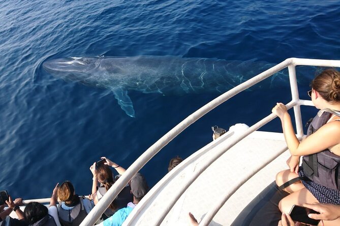 Mirissa Whale & Dolphin Watching Cruise with Geeth’s Crew - What you may see near Mirissa