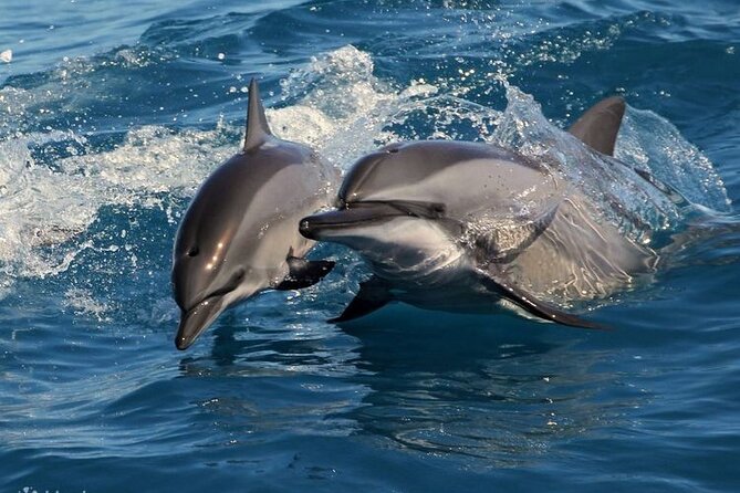 Mirissa Whale & Dolphin Watching Cruise with Geeth’s Crew - Breakfast, tea, and practical comfort