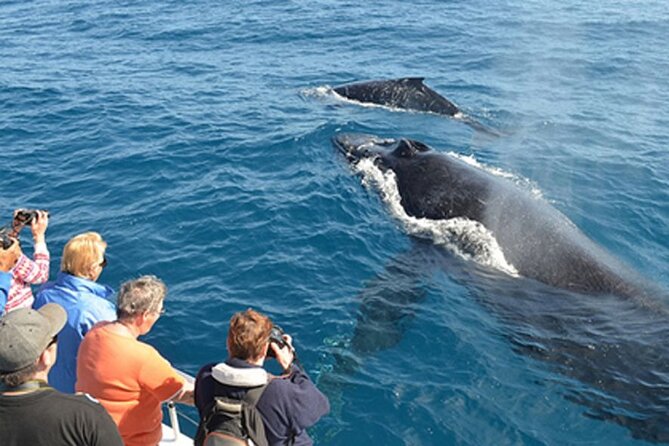 Mirissa Whale & Dolphin Watching Cruise with Geeth’s Crew - What the $29.45 price really covers