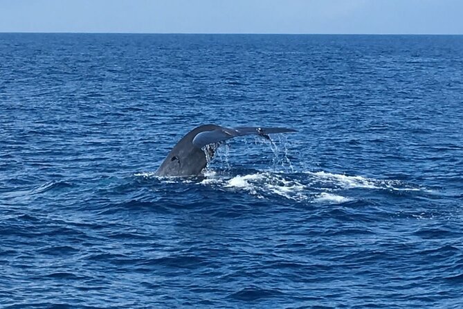 Mirissa Whale & Dolphin Watching Cruise with Geeth’s Crew - Weather, timing, and the cancellation rule