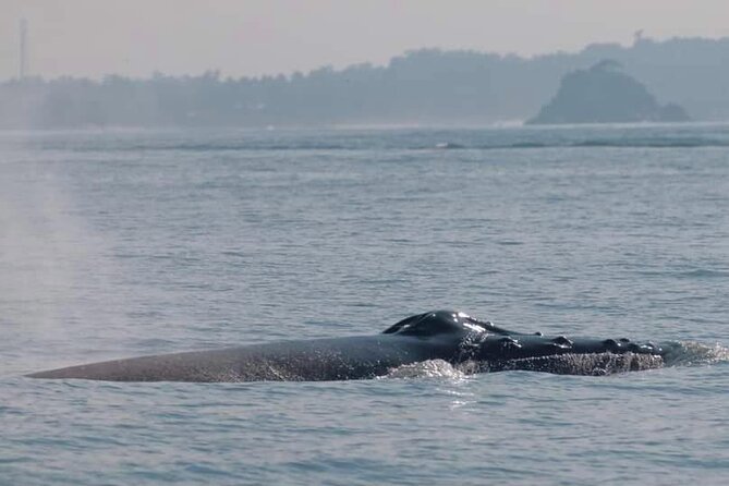Mirissa Whale & Dolphin Watching Cruise with Geeth’s Crew - Who will enjoy this cruise most