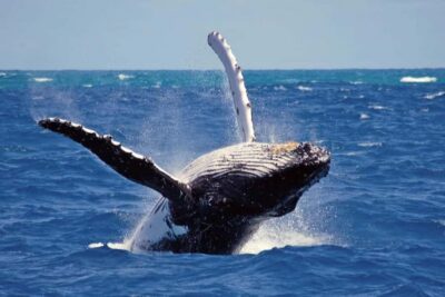 Whale & Dolphin Watching Trip with Private Transfer