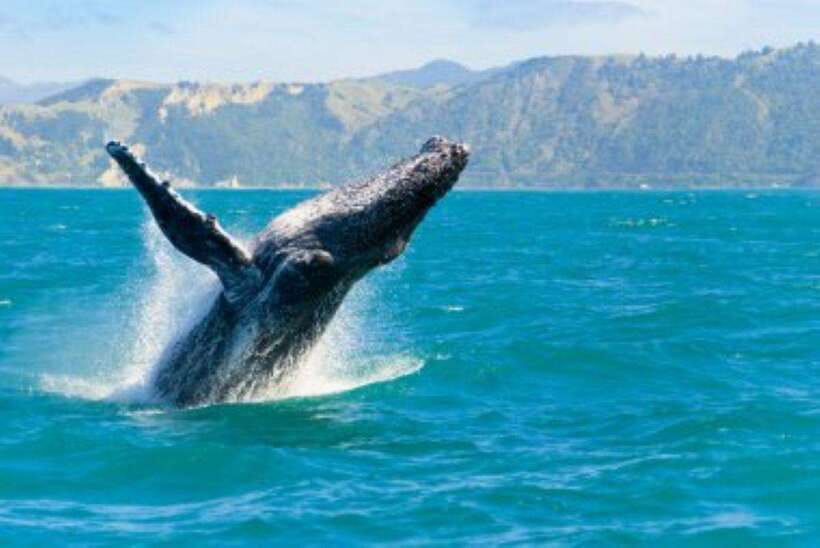 Mirissa: Whale Watching Cruise - Key points to know before you book