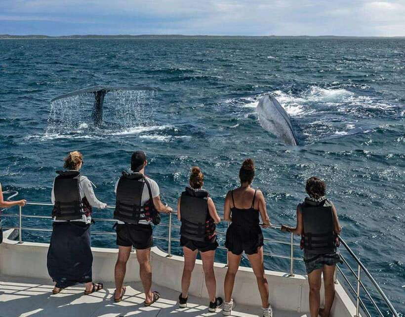Mirissa: Whale Watching Cruise - A six-hour day on the water