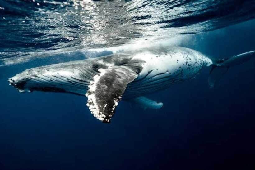 Mirissa: Whale Watching Cruise - Looking beneath the waves