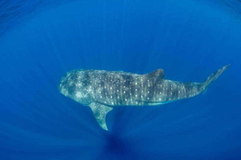 Mirissa: Whale Watching Cruise - How the $70 price really works