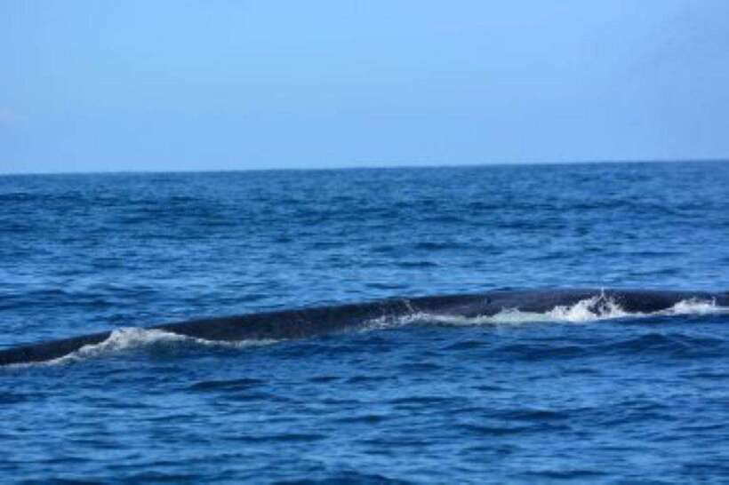 Mirissa: Whale Watching Cruise - Should you book the Mirissa whale cruise?