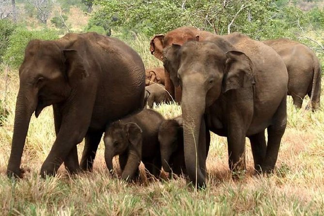 Morning 07 Hour Private Safari at Yala National Park by Yala La Safari Tours - Key points to know before booking