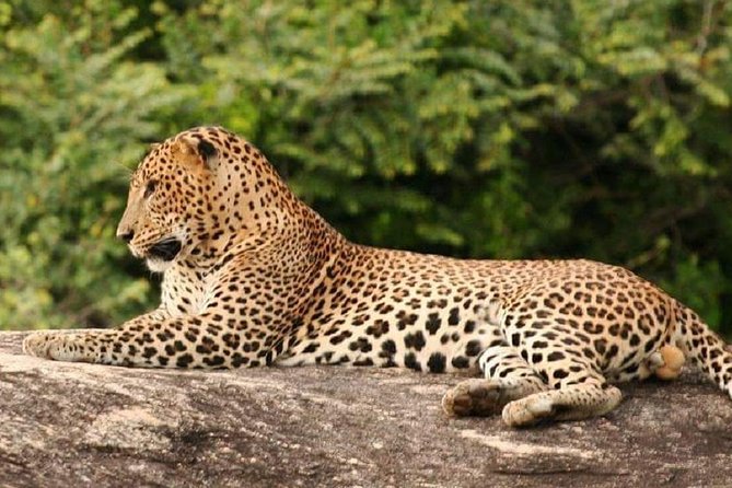 Morning 07 Hour Private Safari at Yala National Park by Yala La Safari Tours - Elephants, drought, and changing animal locations