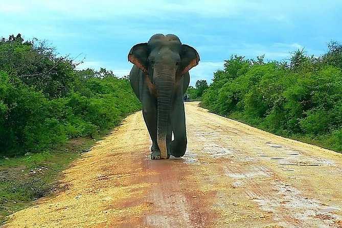 Morning 07 Hour Private Safari at Yala National Park by Yala La Safari Tours - A seven-hour drive is a real advantage