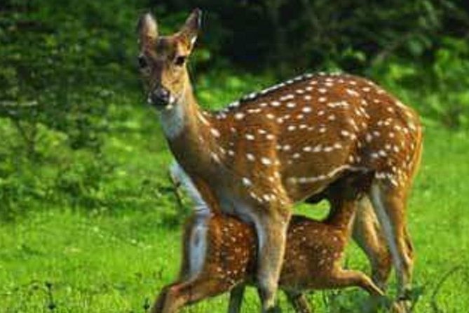 Morning 07 Hour Private Safari at Yala National Park by Yala La Safari Tours - What the private format means for value